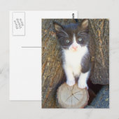 Kitten 2 briefkaart (Voorkant / Achterkant)