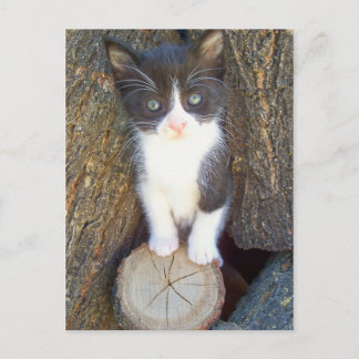 Kitten 2 briefkaart
