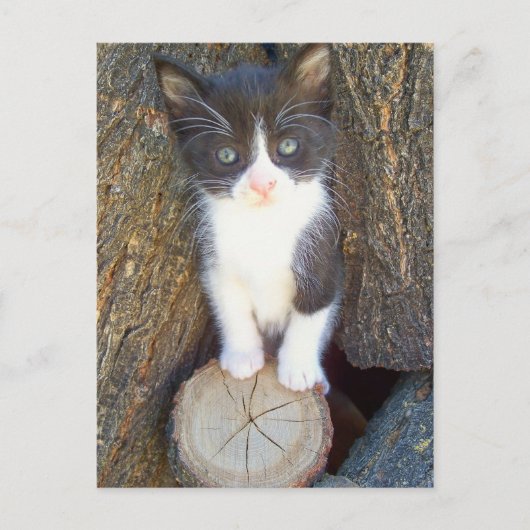 Kitten 2 briefkaart (Voorkant)