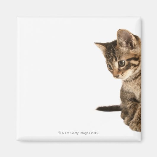 Kitten 2 magneet (Voorkant)