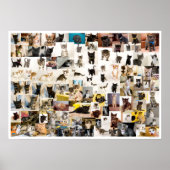 Kitten Academy 1 an Poster (Devant)