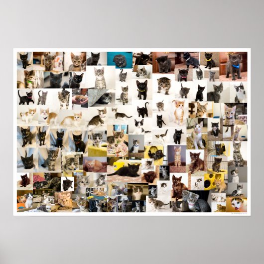 Kitten Academy 1 an Poster (Devant)