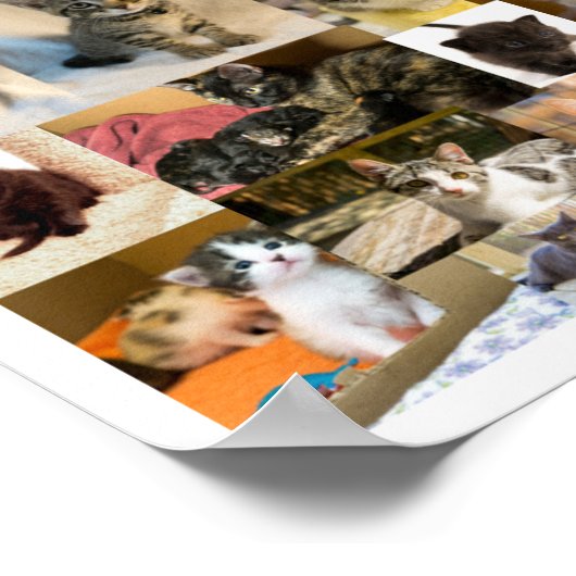 Kitten Academy 1 an Poster (Coin)