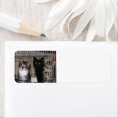 Kitten adopteert en de Etiketten van het Adres van (Insitu)
