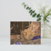 Kitten Attack Briefkaart (Staand voorkant)