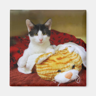 Kitten Avec Aimant Tiger Jouet