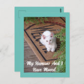 Kitten bewegend Briefkaart (Voorkant / Achterkant)