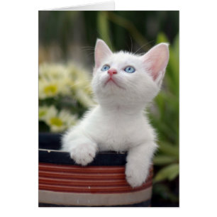 Kitten blanc turc
