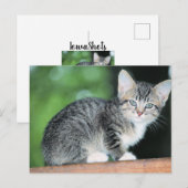 Kitten Briefkaart (Voorkant / Achterkant)