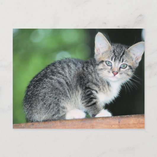 Kitten Briefkaart (Voorkant)