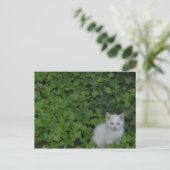 Kitten Briefkaart (Staand voorkant)