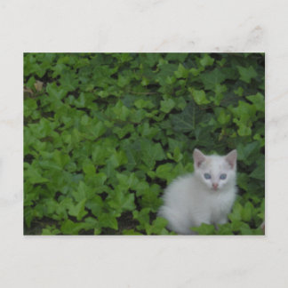 Kitten Briefkaart