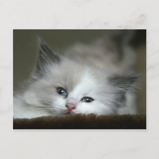 Kitten Briefkaart