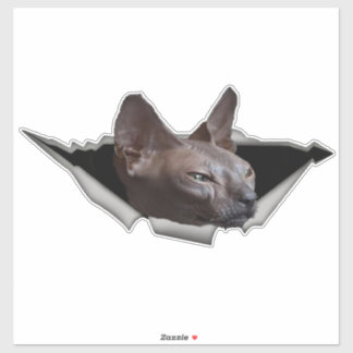 Kitten Canadian Sphynx Car sticker Sphynx