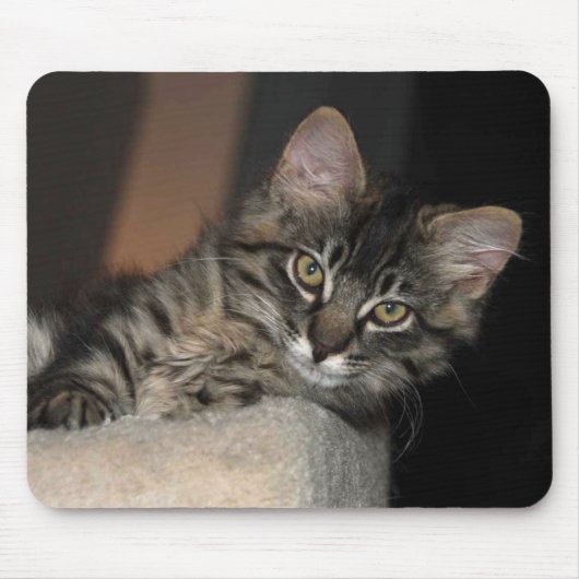 Kitten Chillin' Muismat (Voorkant)