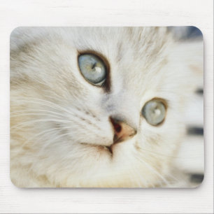 Kitten, close-up 2 muismat