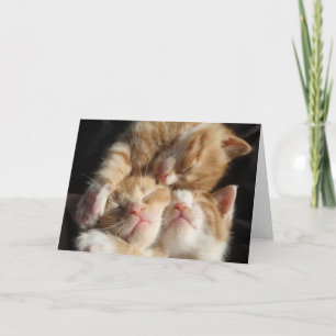 Kitten Cuteness Kaart