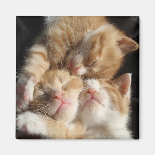 Kitten Cuteness Magnet Magneet