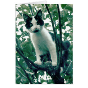 Kitten dans un arbre à pomme