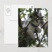 Kitten dans une carte postale arborée (Devant / Derrière)