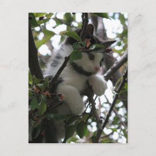 Kitten dans une carte postale arborée