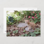 Kitten Dax explore carte postale (Devant / Derrière)