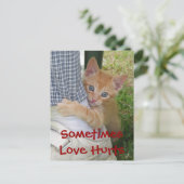 Kitten Dax Love Hurle Carte Postale (Debout devant)