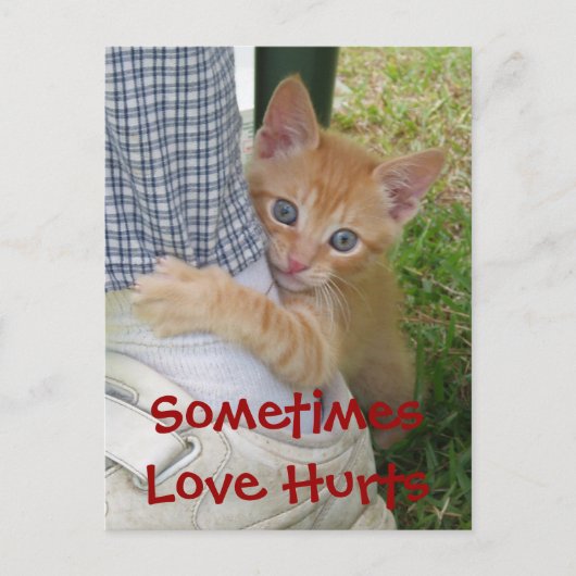 Kitten Dax Love Hurle Carte Postale (Devant)