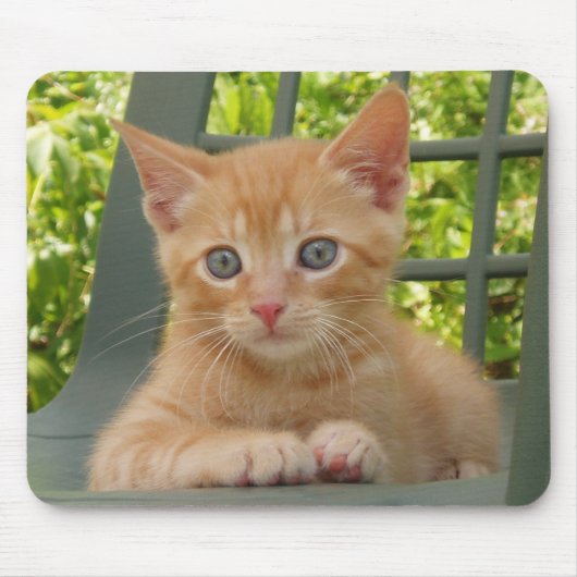 Kitten Dax Mousepad Muismat (Voorkant)