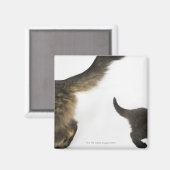 Kitten die opkijkt naar de staart van zijn moeder magneet (Voorkant / Achterkant)