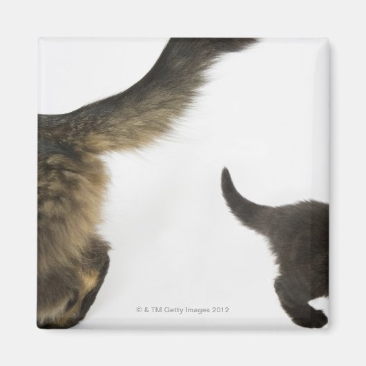 Kitten die opkijkt naar de staart van zijn moeder magneet (Voorkant)