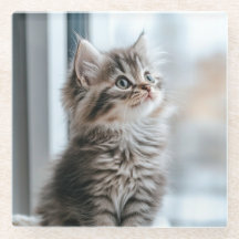 Kitten die uit het raam kijkt
