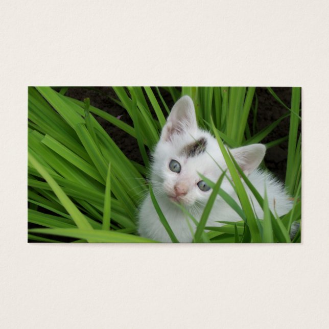 Kitten En Carte de visite D'Herbe (Devant)