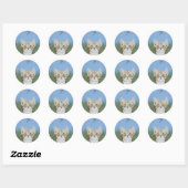 Kitten en Dragonfly stickers (Vel)