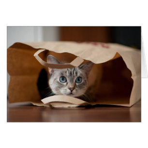 Kitten en sac d'alimentation