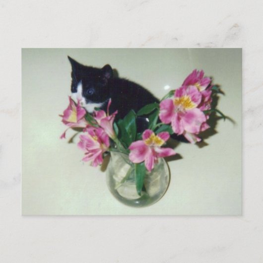 Kitten Flowers Vase Briefkaart (Voorkant)