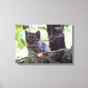 Kitten Foto Baby Cat Single Print