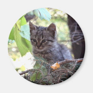 Kitten Foto Baby Kat Ronde Magneet