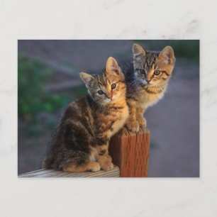 Kitten Friends Briefkaart
