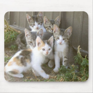 Kitten Friends Mousepad Muismat