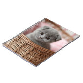 Kitten gris en Carnet panier (Côté gauche)