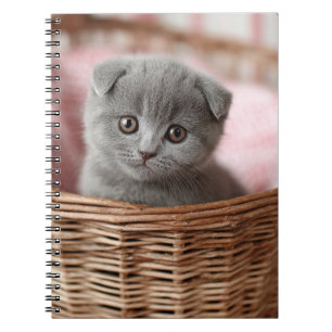 Kitten gris en Carnet panier