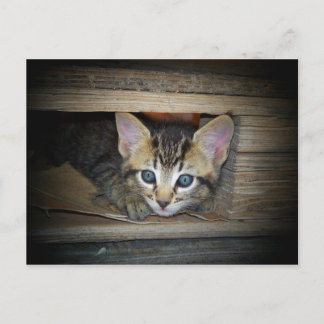 Kitten Huid-en-Seek Briefkaart