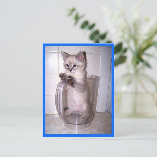 kitten in briefkaart pitcher (Staand voorkant)