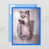 kitten in briefkaart pitcher (Voorkant / Achterkant)