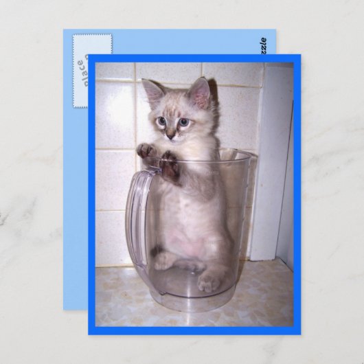 kitten in briefkaart pitcher (Voorkant / Achterkant)