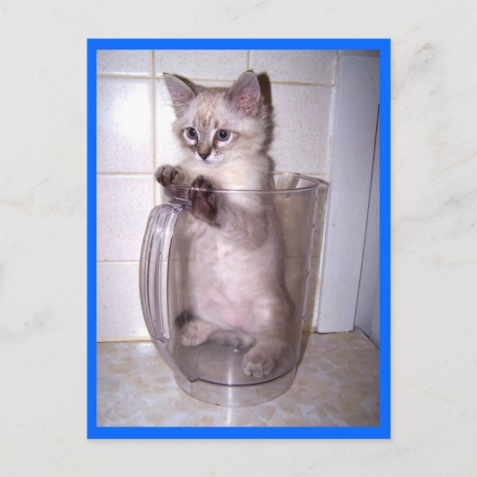kitten in briefkaart pitcher (Voorkant)