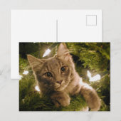 Kitten in de kerstboom - feestdagenkaart (Voorkant / Achterkant)