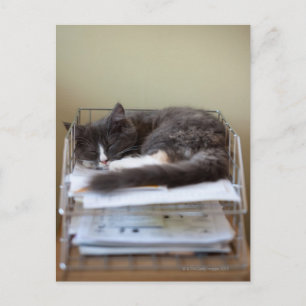 Kitten in een kantoor in doos briefkaart