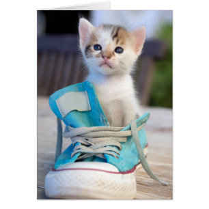 Kitten in een schop